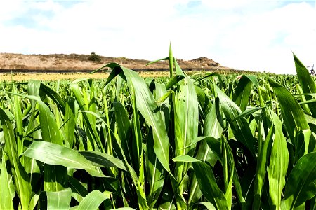 Corn Plants In Field photo