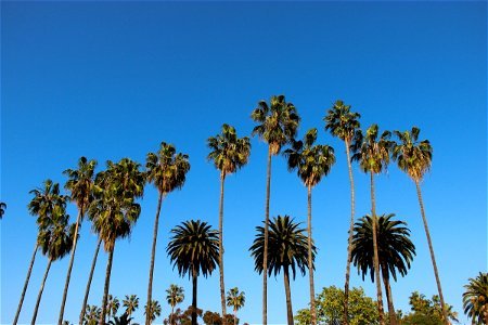 Palm Trees Against Clear Blue Sky photo