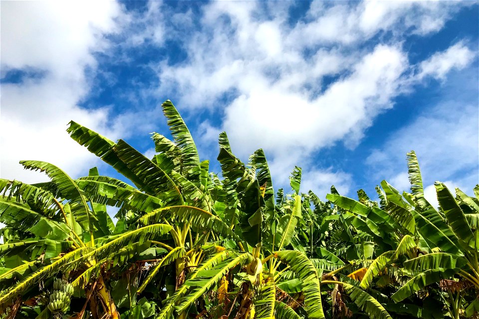 Palm Trees Heads Close Together