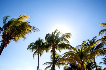 Sun Through Palm Tree Leaves photo