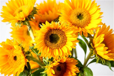 Closeup Of Sunflowers Heads photo