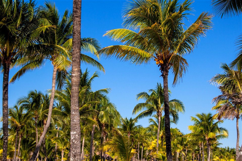 Palm Trees Against Blue Sky photo