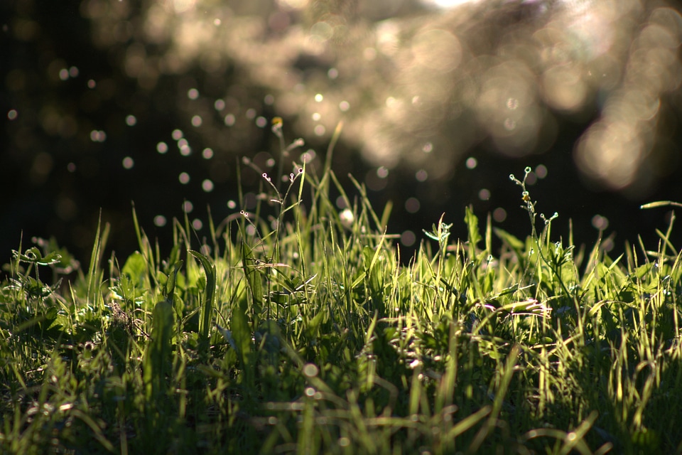Summer meadow shining