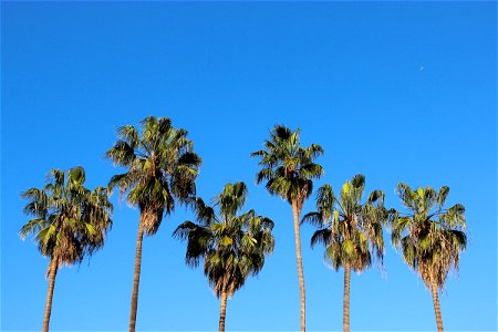 Palm Tree Crowns Against Blue Sky photo