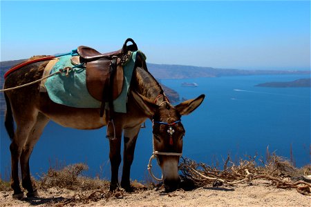 Saddled Donkey Grazing Near Cliff