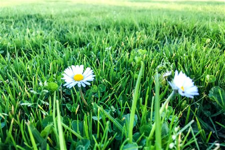 Two Daisies In Grass photo
