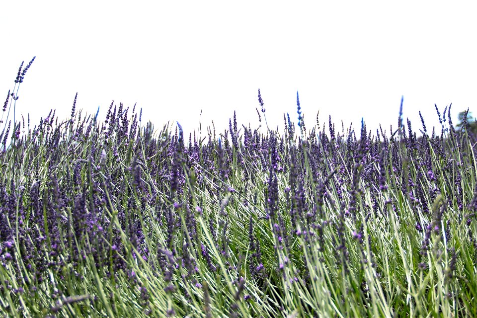Lavender Plants Swaying In Wind