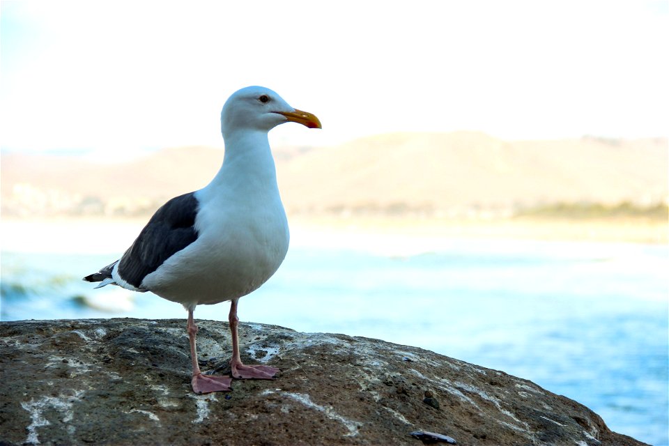 Seagull Standing On Rock