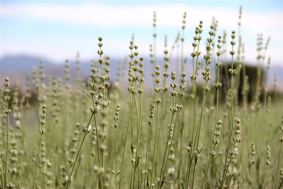 Grass Plants In Meadow