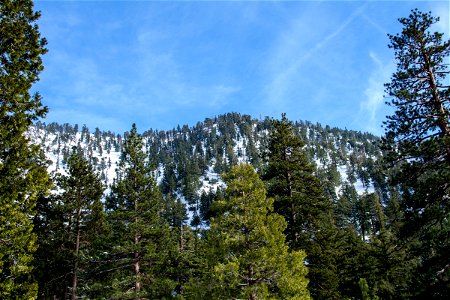 Pine Trees On Ice Covered Mountains photo
