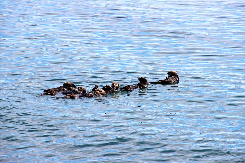 Otters Swimming In Line In Water