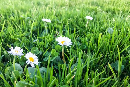 Daisies Among Grass Leaves In Meadow