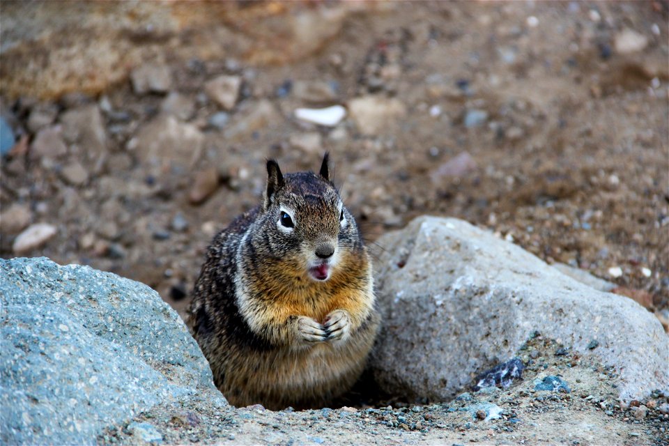 Squirrel Between Rocks