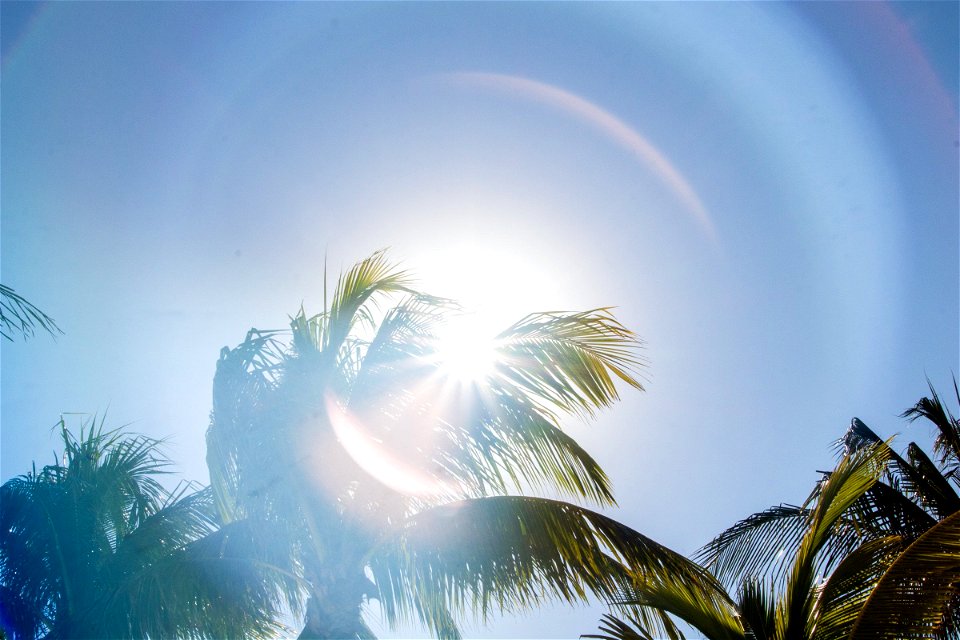 Palm Trees In Bright Sun