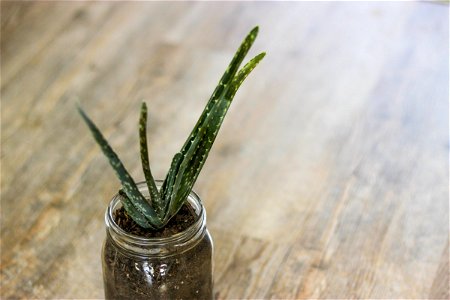 Succulent In Mason Jar photo