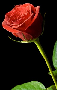 Red rose on black photo