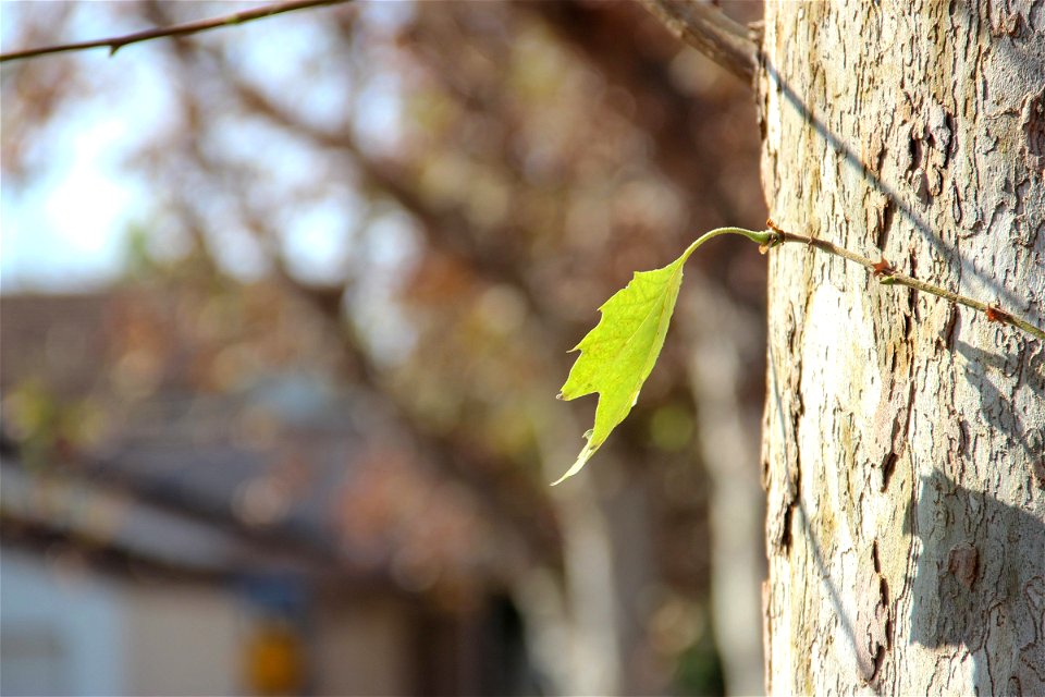 Single Leaf On Tree Bark photo