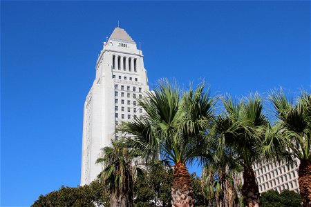 City Hall Tower Among Palm Trees photo