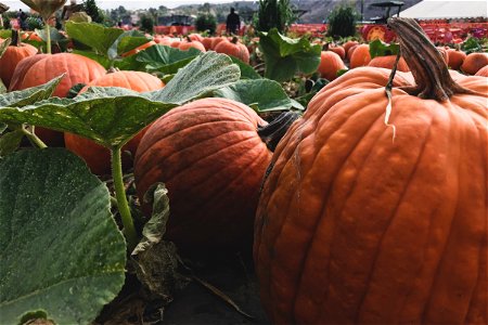 Ripe Pumpkins In Field