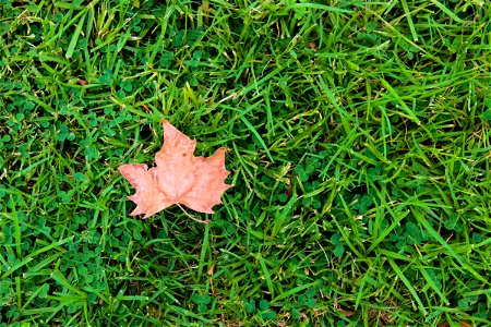 Dry Leaf On Grass photo