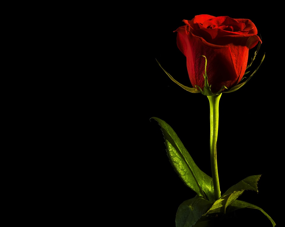 Red rose on black
