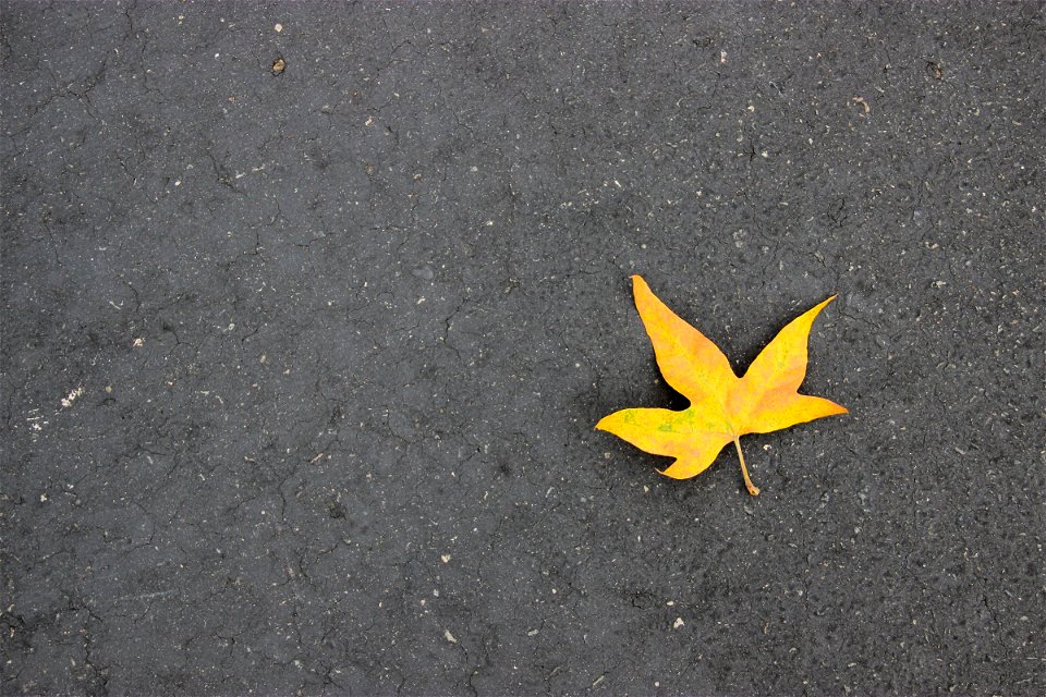 Single Leaf On Concrete