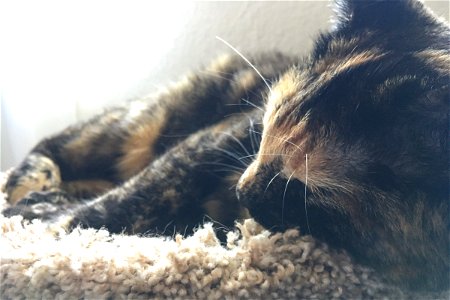 Dark Cat Sleeping On Soft Surface photo