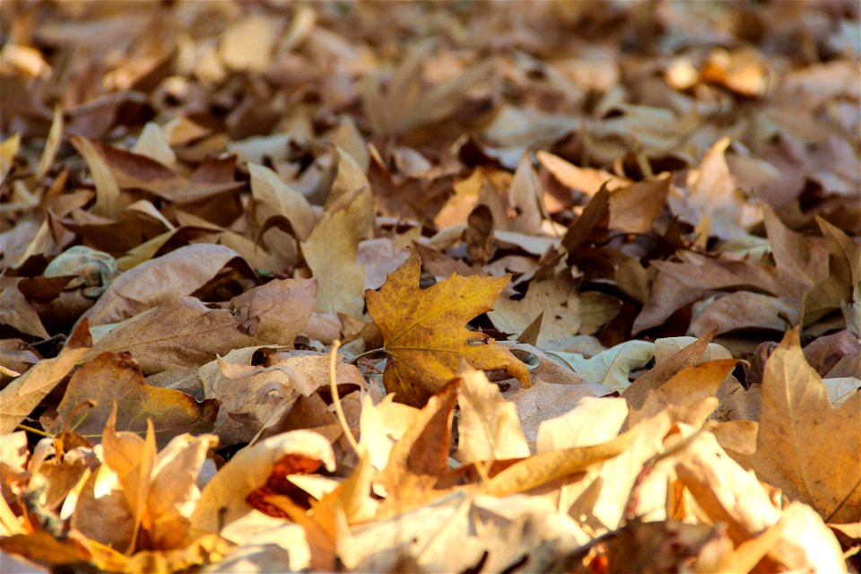 Dry Leaves On Ground photo