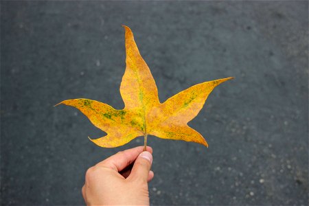 Autumn Leaf In Hand