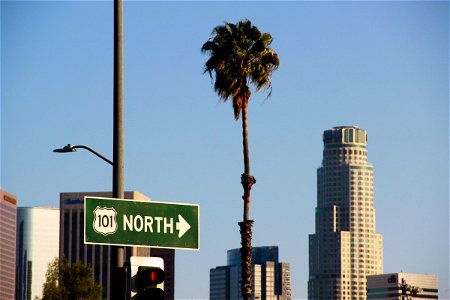 Palm Tree Among Buildings And Street Signs photo