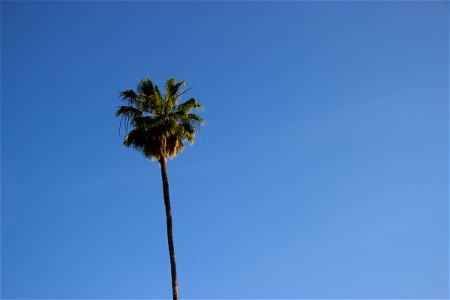 Palm Tree In Clear Sky photo
