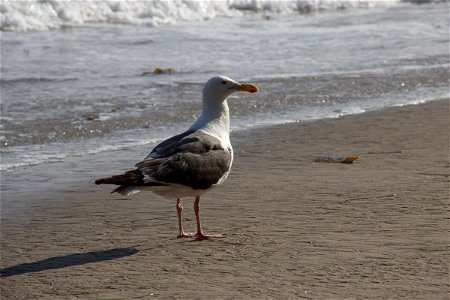 Seagull Standing On Beach photo