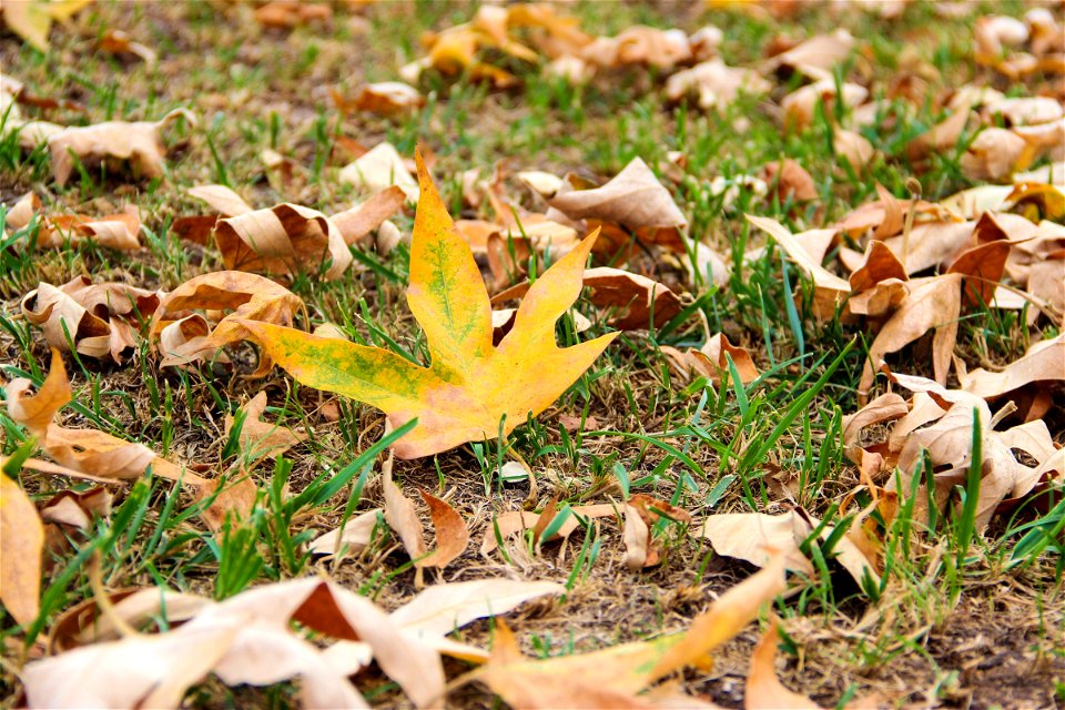 Dry Leaves On Grass photo