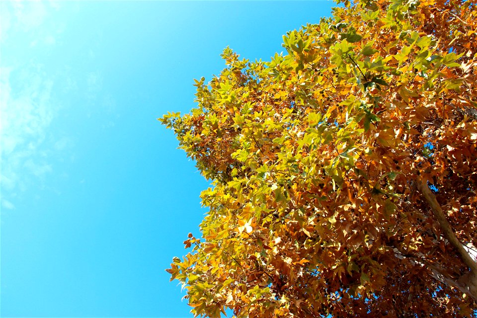 Tree With Autumn Leaves In Clear Sky photo