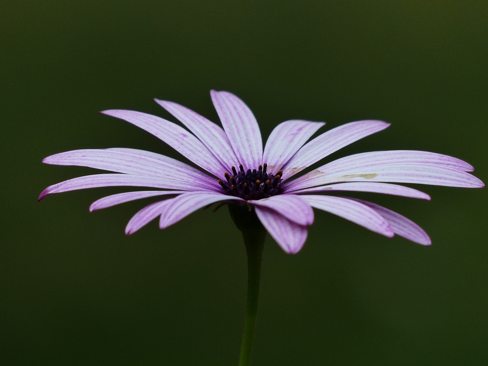 Violet osteospermum cape daisies