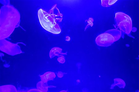 Jellyfish Swimming In Aquarium photo