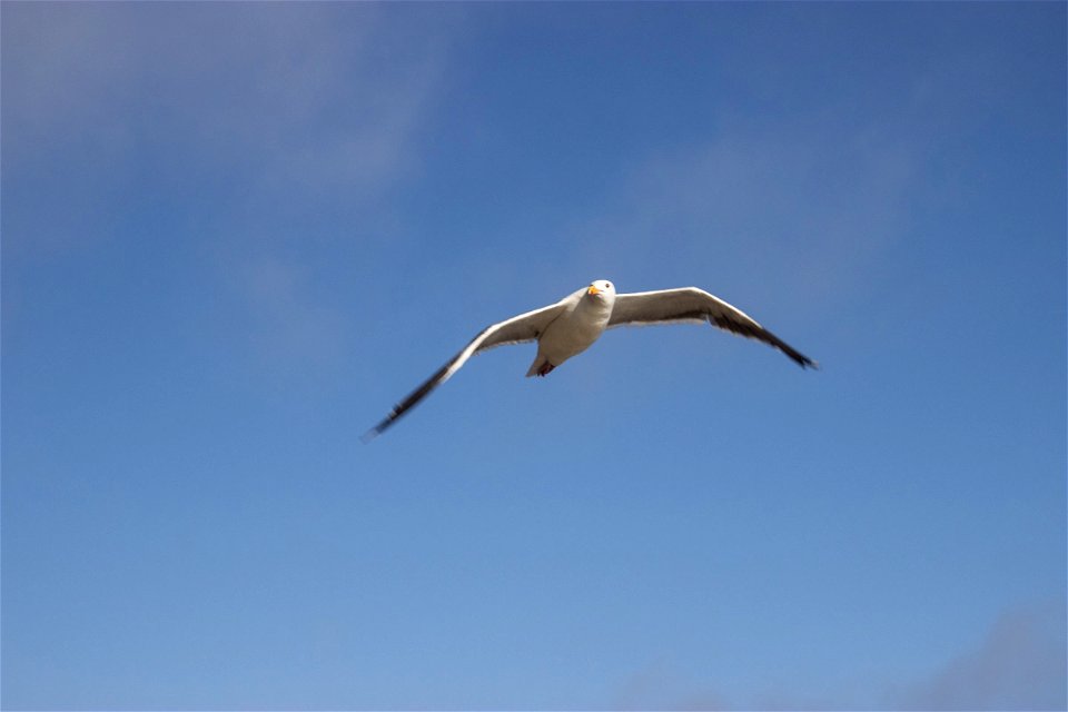 Seagull Flying photo