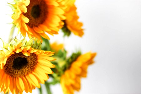 Close Up Of Sunflowers photo