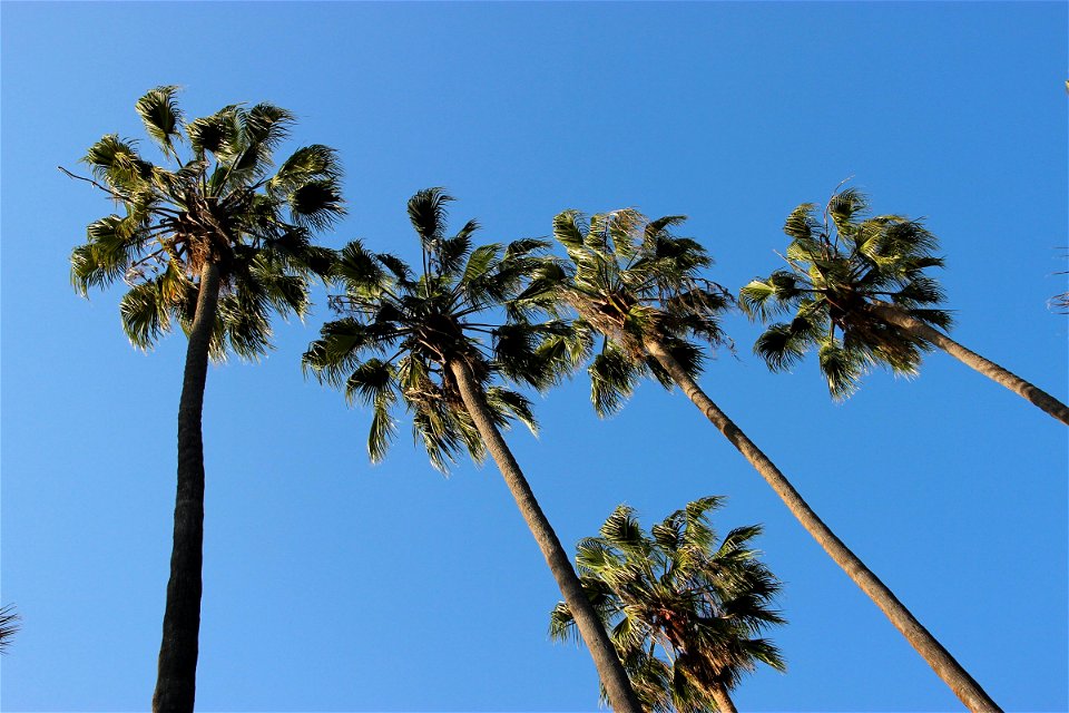 Looking Up At Palm Trees photo