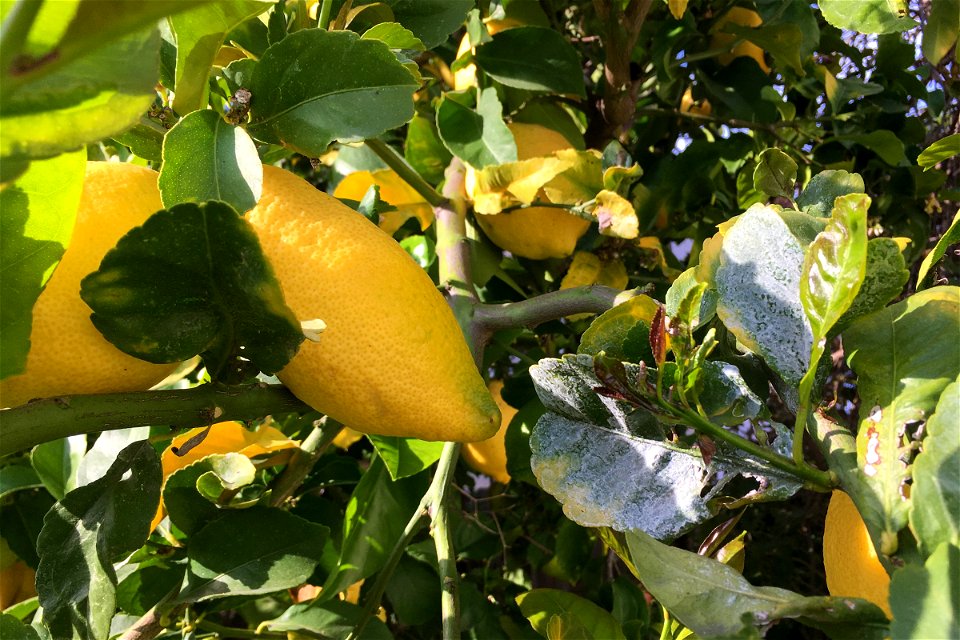 Lemons in Tree photo