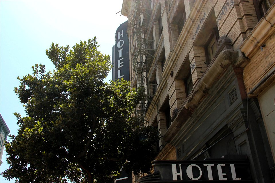 Tree Next to Old Hotel Building photo