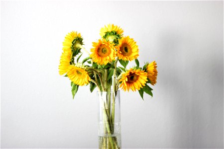 Sunflowers in Vase photo