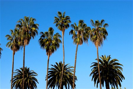 Palm Trees in Clear Blue Sky photo
