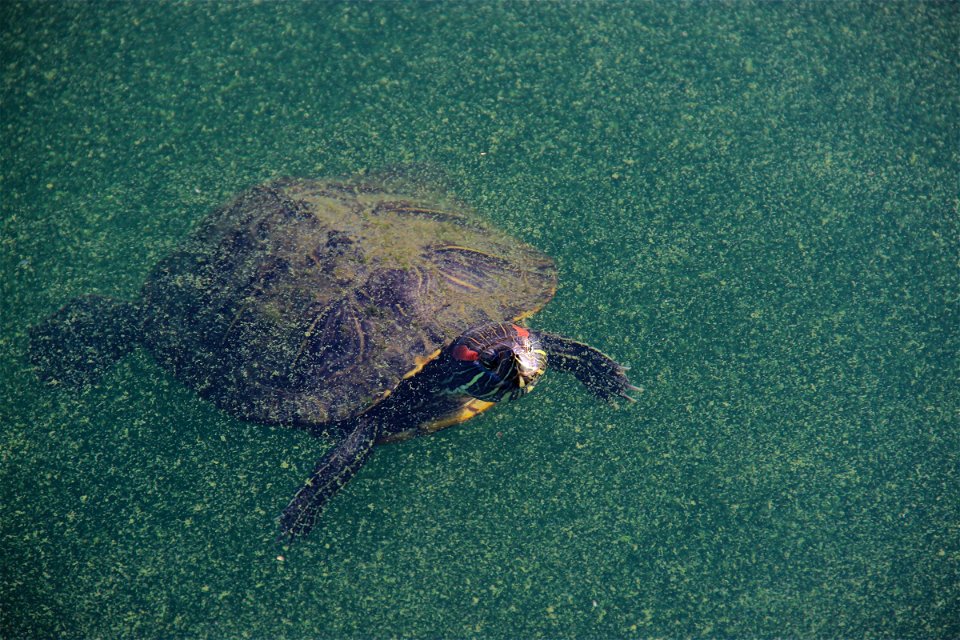 Turtle Swimming in Murky Water