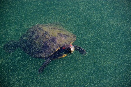 Turtle Swimming in Murky Water photo