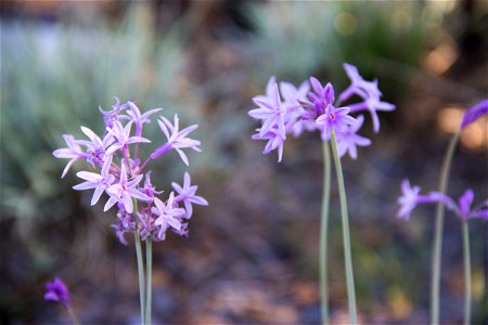 Purple Flowers on Stems photo
