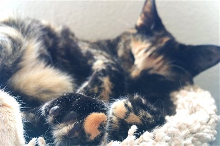 Cat Sleeping on Side photo