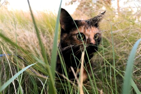 Cat in Tall Grass photo