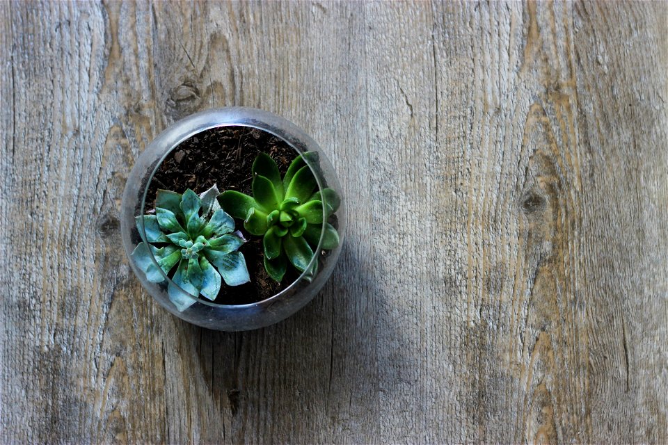 Succulent Jar on Wood Table photo