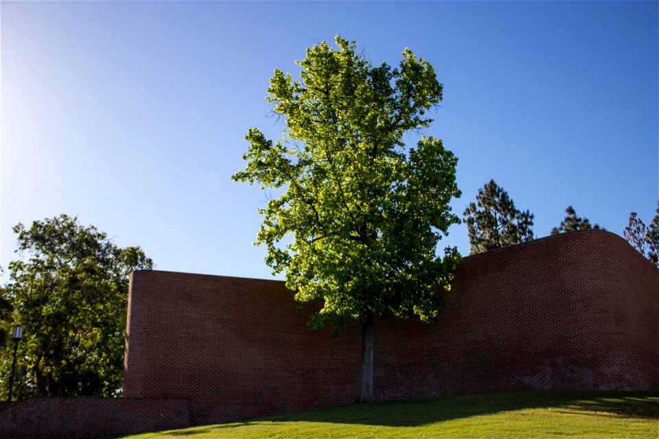Tree by Brick Building